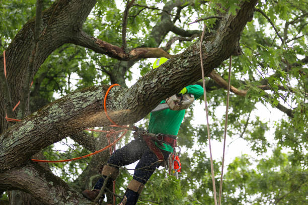 Best Utility Line Clearance  in Stanton, KY