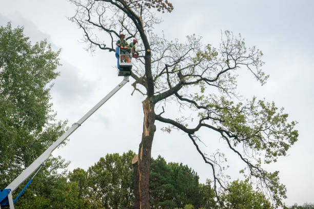 Best Tree Cabling and Bracing  in Stanton, KY